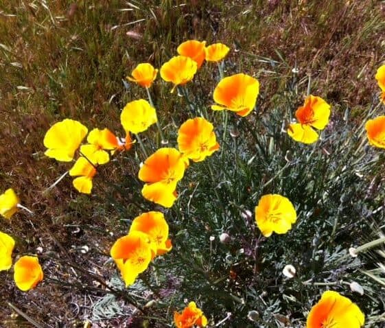 A cluster of bright orange poppies blooming in green grass.